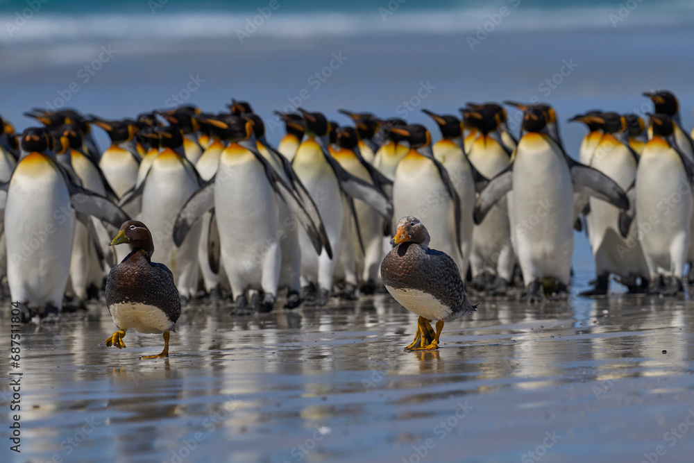 Fototapeta premium Falkland Steamer Ducks (Tachyeres brachypterus) get moved on by a large group of King Penguins at Volunteer Point in the Falkland Islands. 