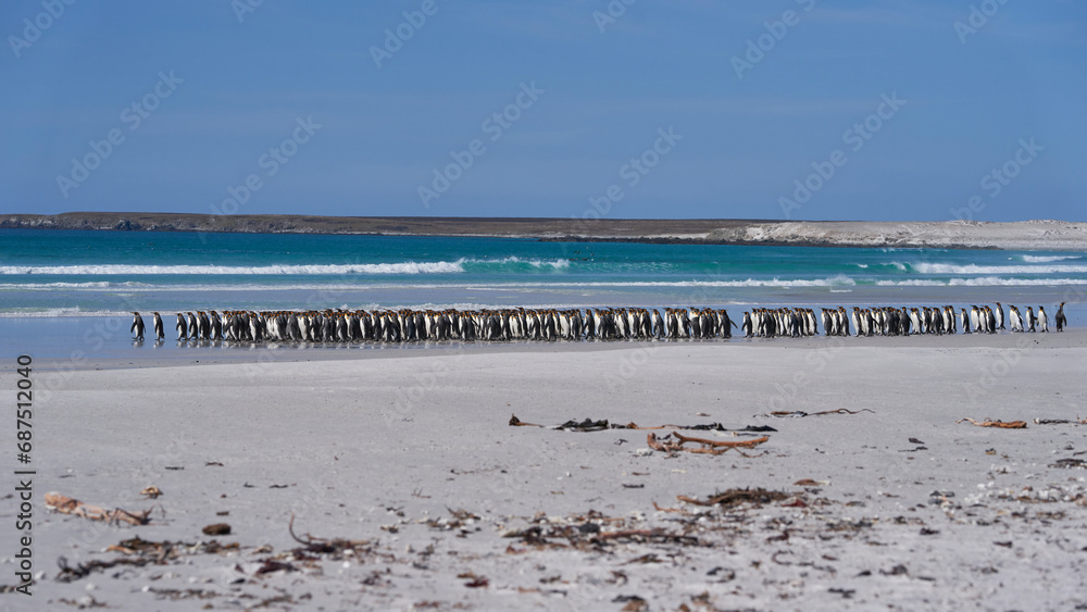 Large group of King Penguins (Aptenodytes patagonicus) walking along a sandy beach at Volunteer Point in the Falkland Islands.