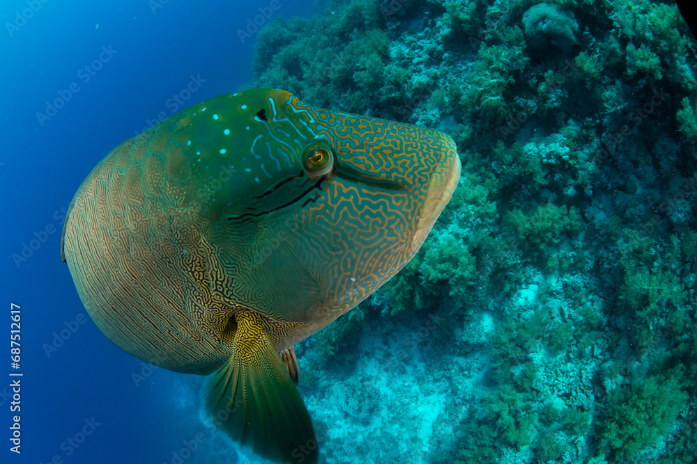 Fototapeta premium Closeup of the Humphead Wrasse / Napoleon wrasse / Napoleonfish (Cheilinus undulatus) on the coral reef of St Johns Reef, Egypt