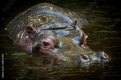 hippopotame ( IA bruit )