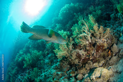 Closeup of the Humphead Wrasse / Napoleon wrasse / Napoleonfish (Cheilinus undulatus) among the soft corals of St Johns Reef, Egypt photo