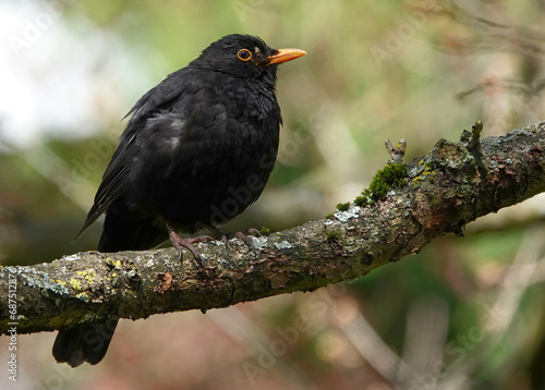 A male blackbird, turdus merula, perching in a tree. 