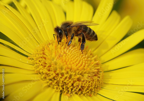 A closeup of a honey bee, apis mellifera, collecting pollen from a yellow daisy flower.  © Nigel