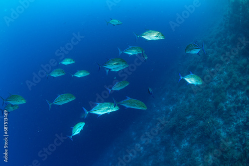 A shoal of the bluefin trevally   bluefin jack   bluefin kingfish   blue ulua  Caranx melampygus  on the coral reef of St Johns Reef  Red Sea  Egypt