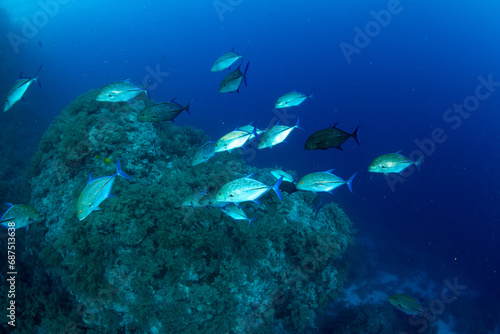 A shoal of the bluefin trevally / bluefin jack / bluefin kingfish / blue ulua (Caranx melampygus) on the coral reef of St Johns Reef, Red Sea, Egypt