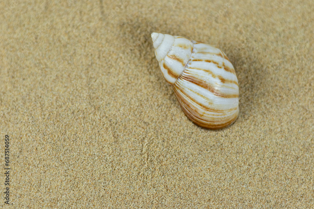 sea snail shell on clean beach sand. Close up, beach sand texture sea snail shell on clean beach sand. Close up, beach sand texture