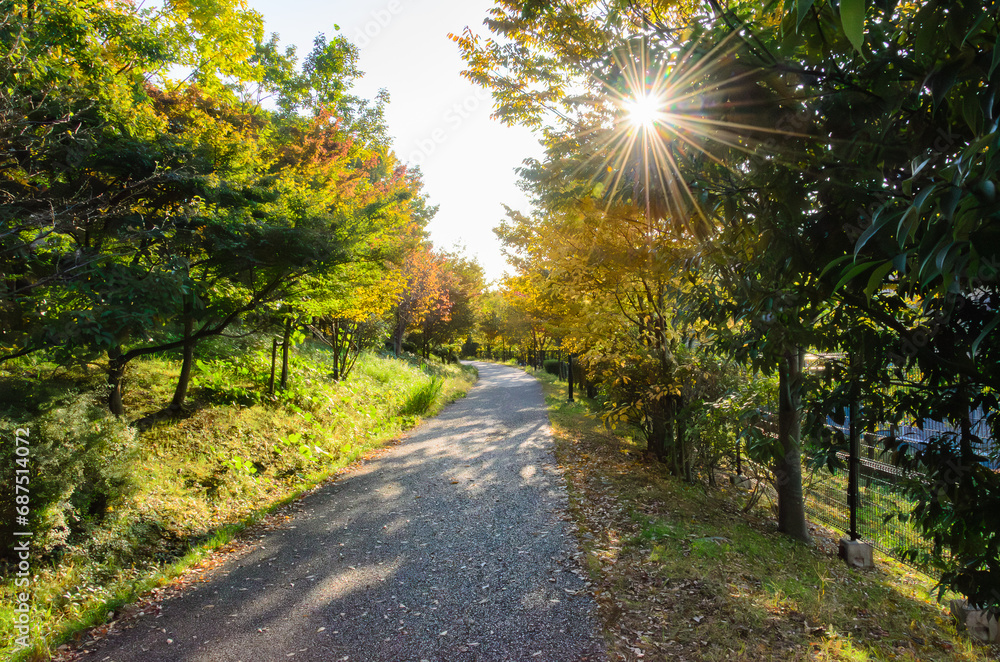 Naklejka premium 木漏れ日のある道