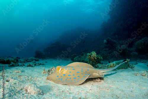 The Bluespotted Ribbontail Ray  Taeniura lymma  on the sandy bottom of a coral reef in Marsa Alam  Egypt