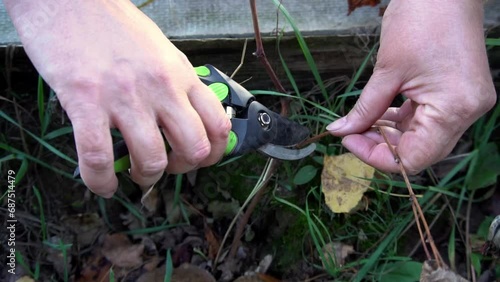 pruning grapevine with scissors