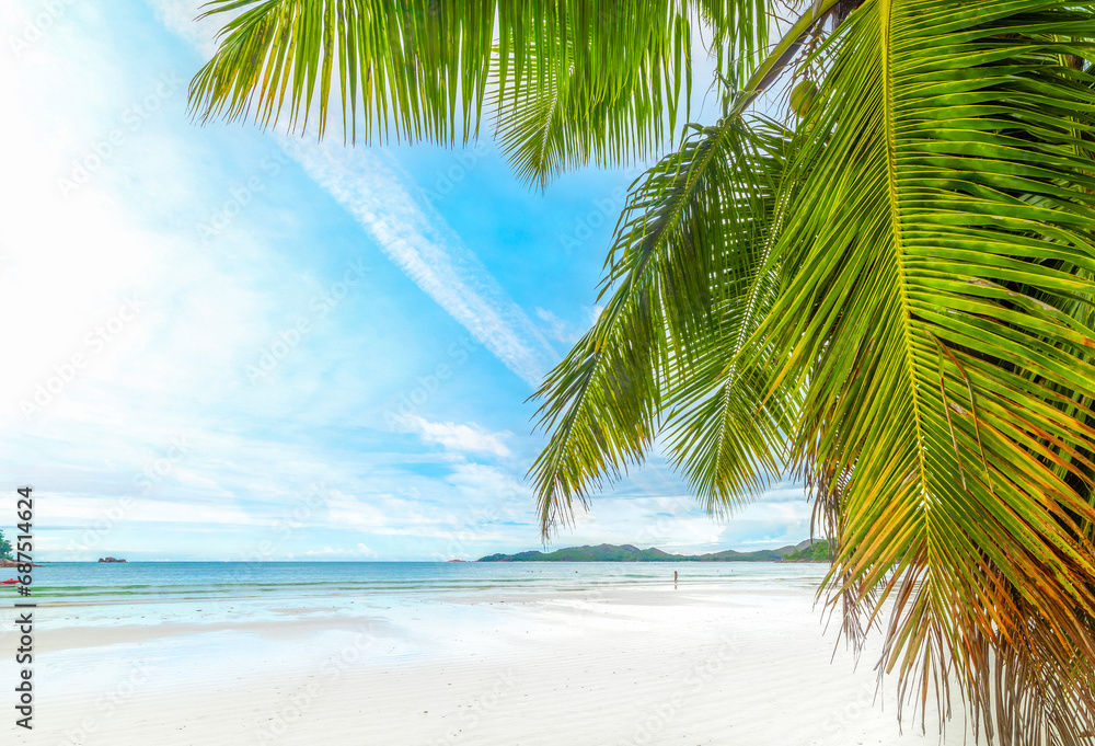 Fototapeta premium Palm tree and white sand in Cote d'Or beach