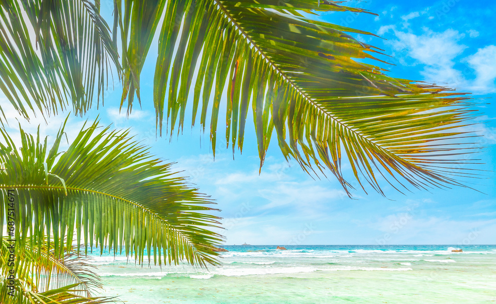 Fototapeta premium Palm trees by the sea in Anse Severe beach