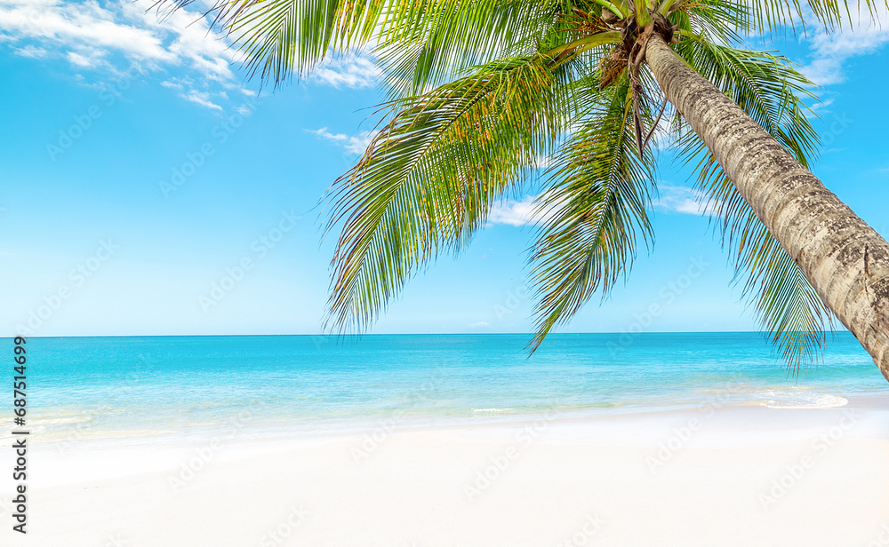 Palm tree by the sea in Guadeloupe