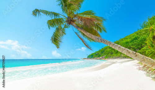 Palm trees by the sea in Praslin island