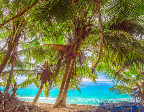 Coconut palm trees by the sea in world famous Anse Lazio