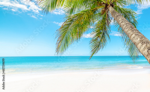 Fototapeta Naklejka Na Ścianę i Meble -  Palm tree by the sea in Guadeloupe