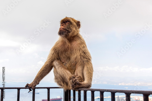 mono macaco que viven libres en el Peñón de Gibraltar photo
