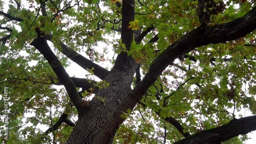 Old tree Large branches Leaves