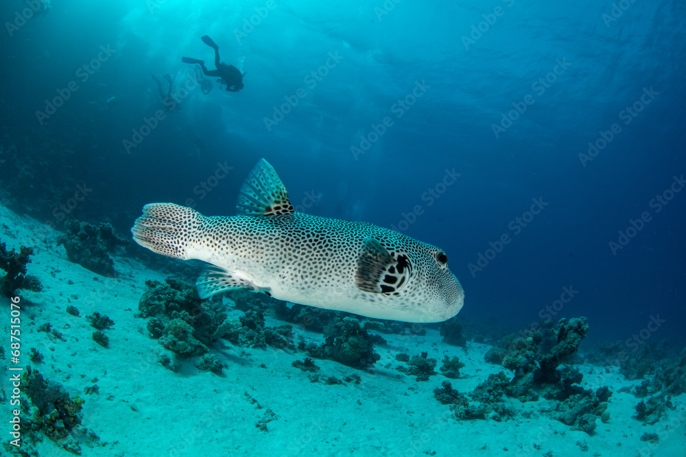 The stellate pufferfish / starry puffer / starry toadfish (Arothron stellatus) with a group of divers further away on the coral reef in St Johns Reef, Egypt - obrazy, fototapety, plakaty 