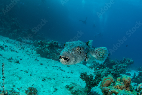 The stellate pufferfish / starry puffer / starry toadfish (Arothron stellatus) with a group of divers further away on the coral reef in St Johns Reef, Egypt photo