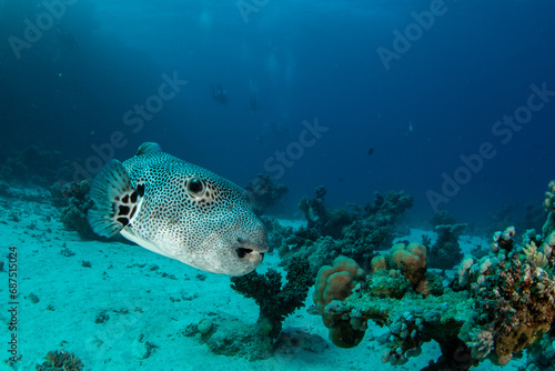 Portrait of the The stellate pufferfish / starry puffer / starry toadfish (Arothron stellatus) with a group of divers further away on the coral reef in St Johns Reef, Egypt