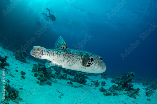 The stellate pufferfish / starry puffer / starry toadfish (Arothron stellatus) with a group of divers further away on the coral reef in St Johns Reef, Egypt photo