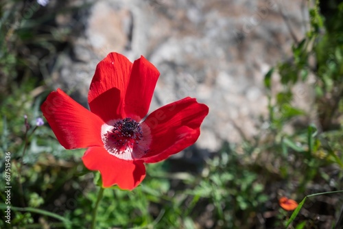 Close up of Anemone coronaria, the poppy anemone, Spanish marigold, or windflower, a species of flowering plant in the buttercup family Ranunculaceae, native to the Mediterranean region. photo