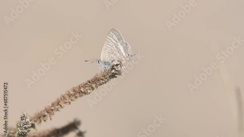 Leptotes pirithous Lang's short-tailed blue 
 photo