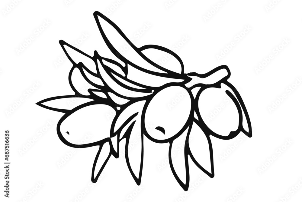 Simple sea buckthorn branch with fruits and leaves. Hand drawn illustration of sea-buckthorn. Black white botanical vector graphic. Simple sea buckthorn branch with fruits and leaves. Hand drawn illustration of sea-buckthorn. Black white botanical vector graphic.