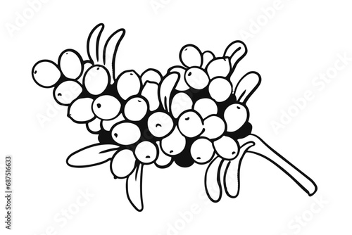 Sea buckthorn branch with ripe fruits and leaves. Hand drawn illustration of sea-buckthorn. Botanical black white vector graphic.