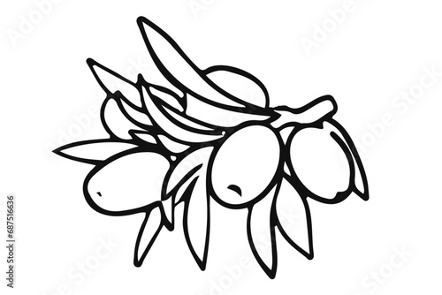 Simple sea buckthorn branch with fruits and leaves. Hand drawn illustration of sea-buckthorn. Black white botanical vector graphic.