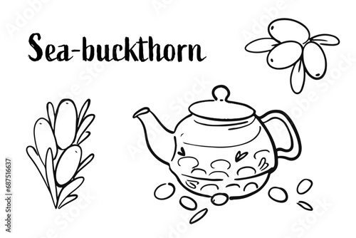 Sea buckthorn tea pot with fruits and leaves. Hand drawn illustration of sea-buckthorn. Botanical vector graphic.