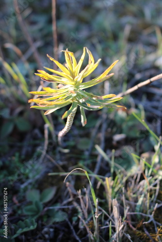 A yellow flower in the grass