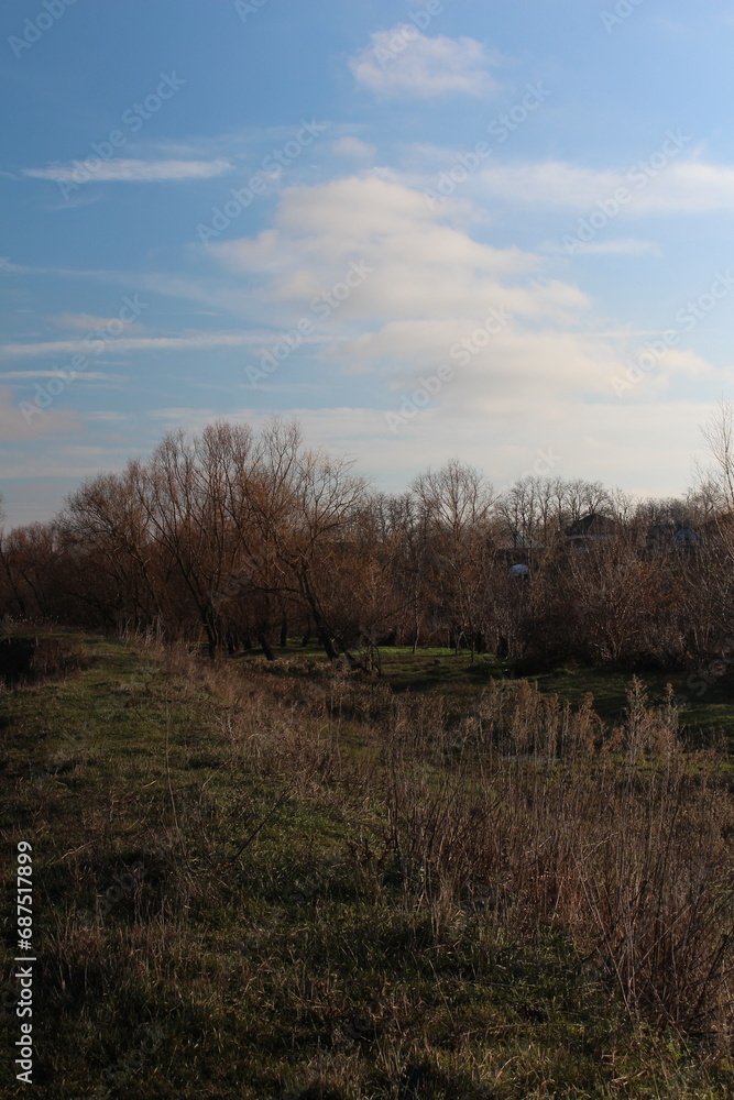 A grassy field with trees and blue sky