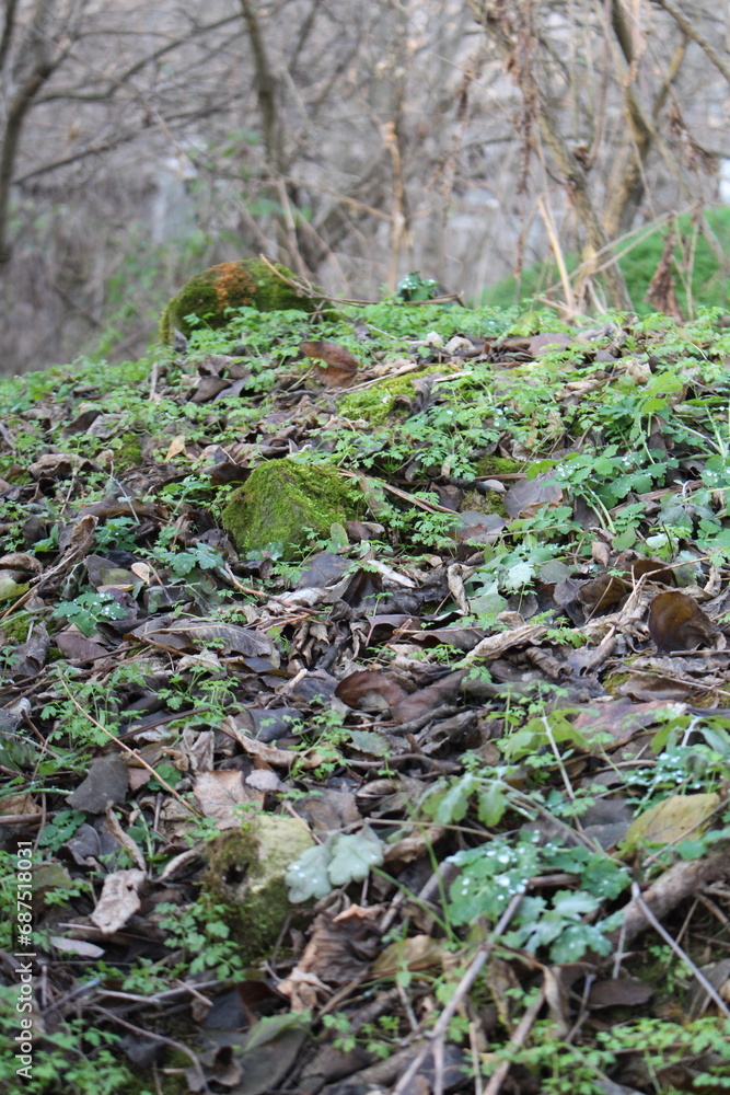 Fototapeta premium A forest floor with moss