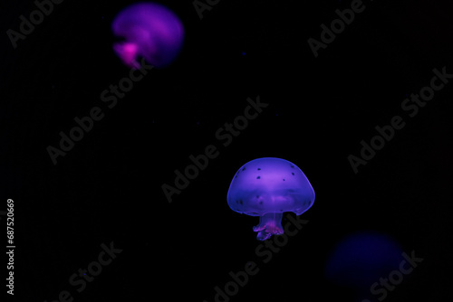 underwater shooting of beautiful cannonball jellyfish