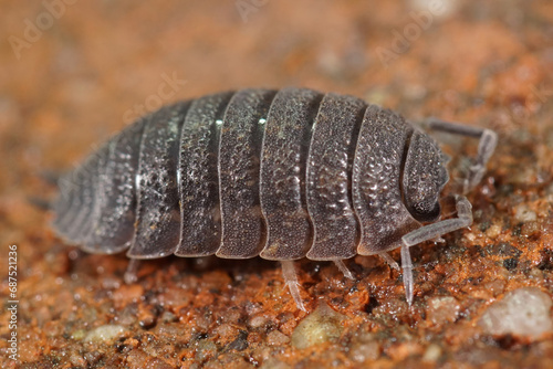 Closeup on a grey armoured roughskinned woodlouse, Porcellio scaber