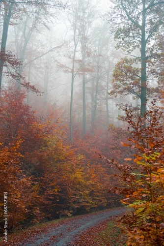Fototapeta Naklejka Na Ścianę i Meble -  Herbst Wald mit Nebel