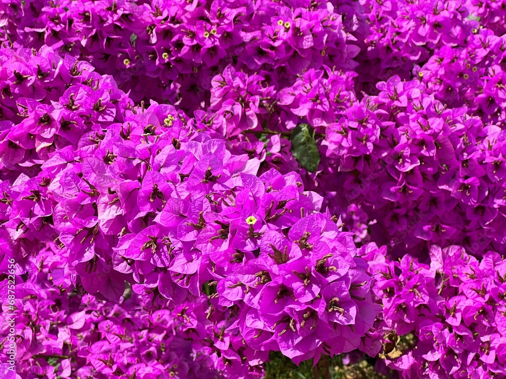 Bougainvillea pink flowers beautiful lush blossom. Bougainvillea pink flowers beautiful lush blossom.