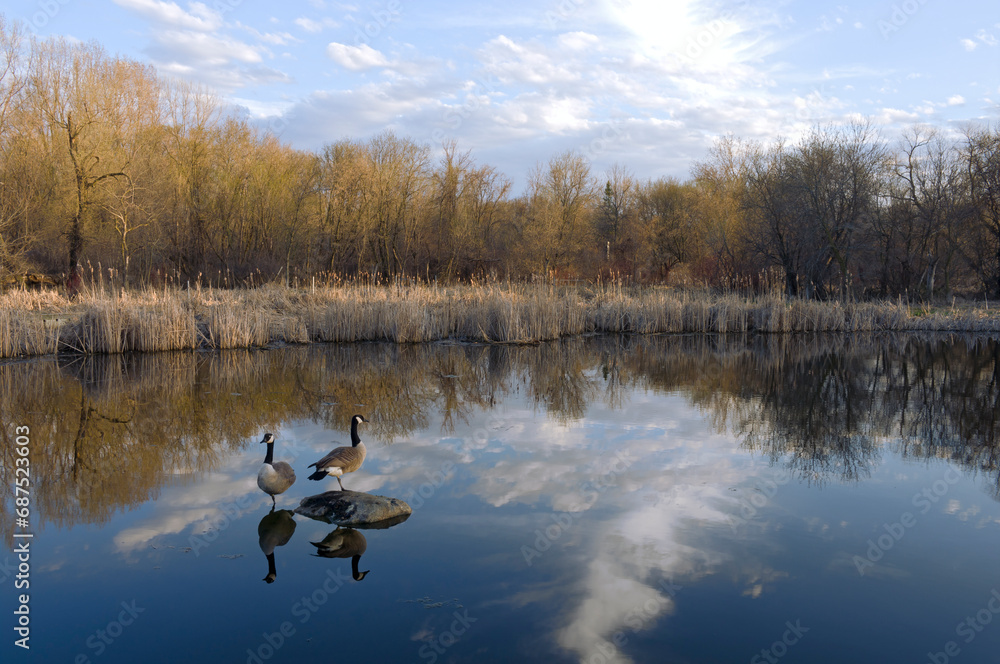 wetlands reeds geese and trees on trails of nature center in west saint paul minnesota wetlands reeds geese and trees on trails of nature center in west saint paul minnesota