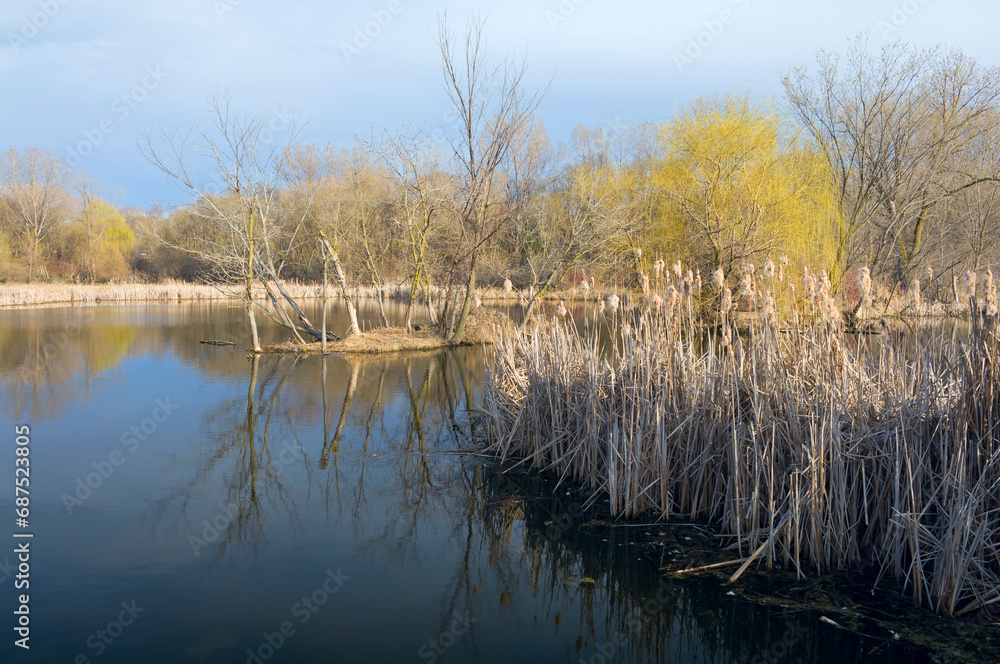 Fototapeta premium Wetlands reeds and trees at nature center in west saint paul minnesota