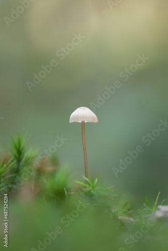 mushroom macro