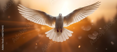 A white pigeon flying against the sunset background, the sun's rays of light illuminate the bird.