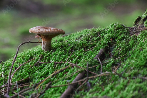 Close-up of a mushroom in a forest in Denmark