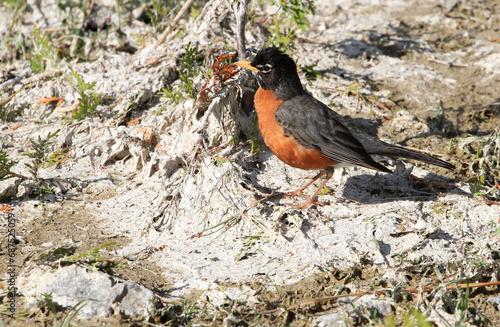American Robin hunting for insects on shore