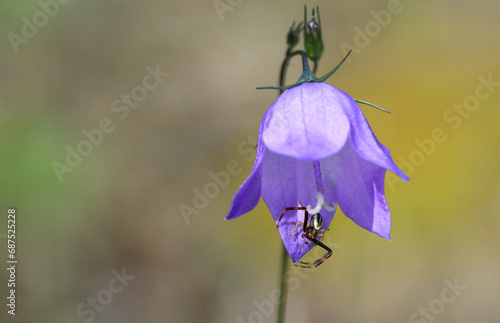 Hare Bell flower with crab spider