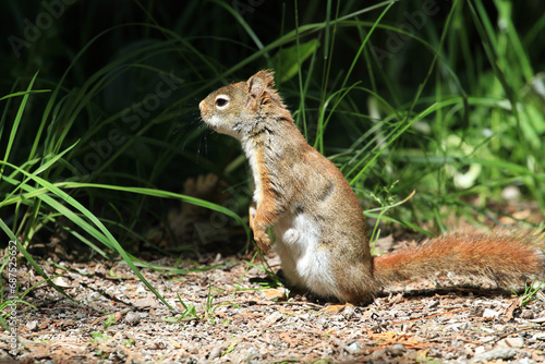 Red Squirrel standing in alert mode in grass