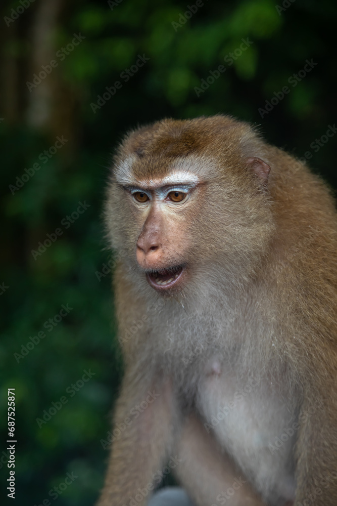Beautiful monkeys on the road. Animal primates. Monkey mountain in thailand. Sunny day. Macaques on the street.
Beautiful monkeys on the road. Animal primates. Monkey mountain in thailand. Sunny day. Macaques on the street.