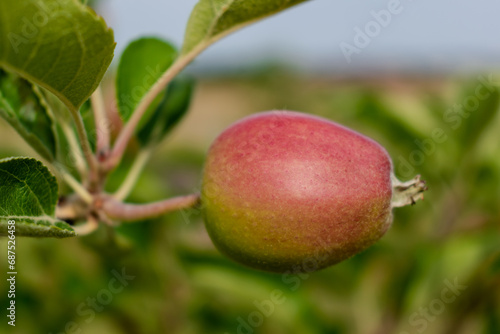 Little apples growing on apple tree in an orchard, healthy and natural food, pomum