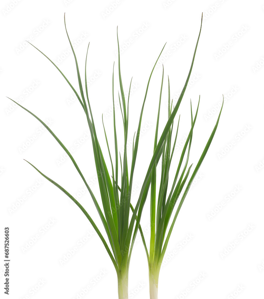 Green grass isolated on white background and texture, clipping Green grass isolated on white background and texture, clipping