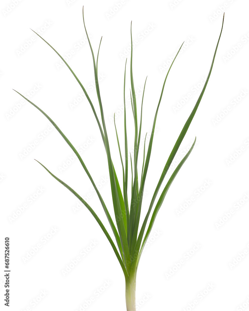 Green grass isolated on white background and texture, clipping